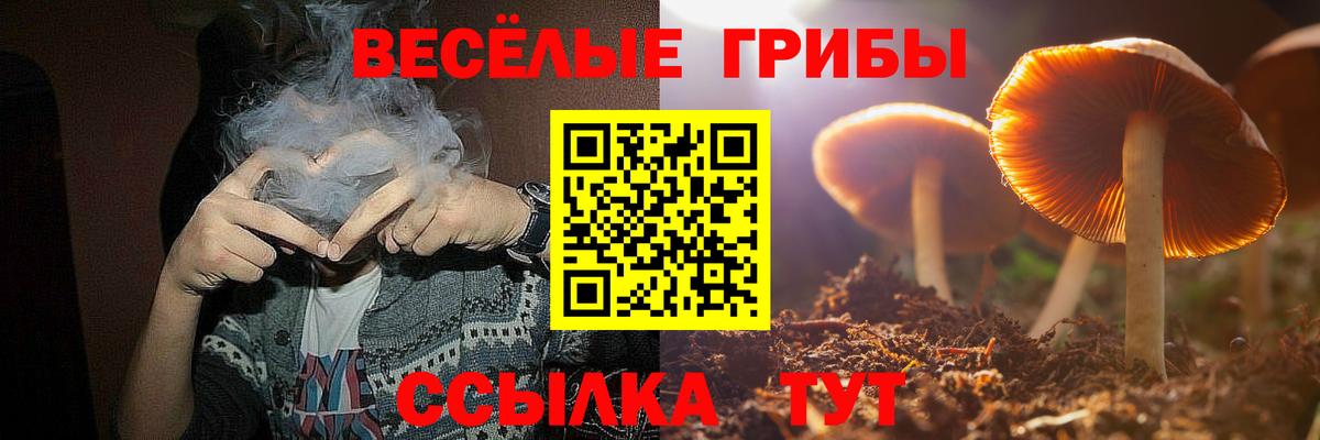 Галлюциногенные грибы Psilocybe Протвино